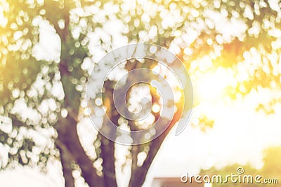 Blurred yellow light from under tree in sunset Stock Photo