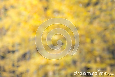Blurred yellow natural background of defocused foliage Stock Photo