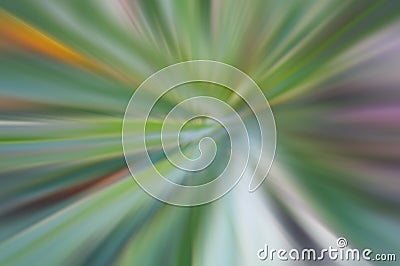 Blurry abstract background of green pandanus leaves or prickly pandanus. Natural blur leaf floral pattern backgrounds. Top view Stock Photo