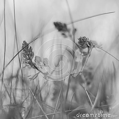 Blurry background by many wild flower in the field on morning Stock Photo