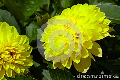 Blurry background, out of focus. Yellow bouquet of fragrant dahlias. Stock Photo