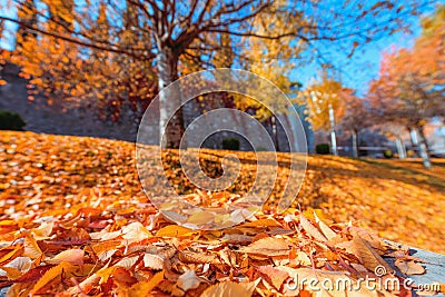 Blurry colorful trees in front of blue sky at the background in Dikmen Valley | Dikmen Vadisi natural park in autumn in Ankara. Stock Photo