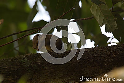 Blurry image of a tree squirrel Stock Photo