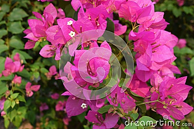 Blurry images of beautiful hibiscus flowers are perfect for making backgrounds., Multiple flowers And green leaves, Beautiful hib Stock Photo