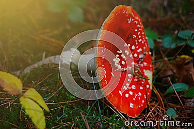 Blurry photo. Close-up on a beautiful fly agaric Stock Photo