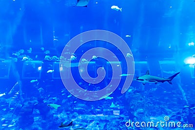 Blurry photo of a large blue sea aquarium with different fishes Stock Photo