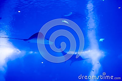 Blurry photo of a large blue sea aquarium with different fishes like manta rays sharks, eagle rays Stock Photo