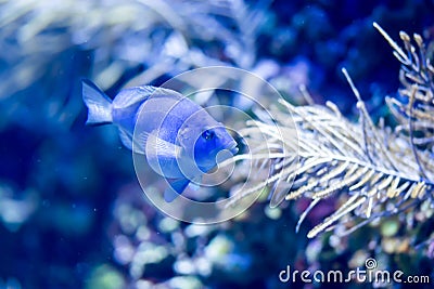 Blurry photo of a pregnant blue fish with coral reef in a sea aquarium Stock Photo