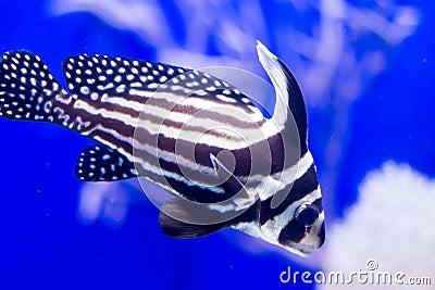 Blurry photo of a Spotted drum spotted ribbonfish in blue background in a sea aquarium Stock Photo