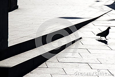 Blurry pigeon silhouettes and shadow on the city street sidewalk with stairs in black and white Stock Photo