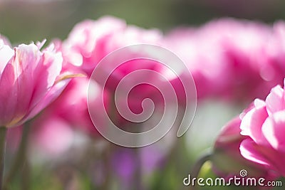 Blurry Pink Tulips Stock Photo