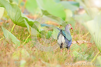 Blurry Purple Swamphen, birds background. It is a large rail, mainly dusky black above, with a broad dark blue collar, and dark Stock Photo