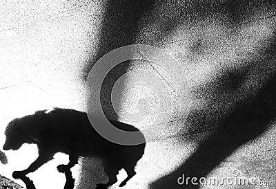 Blurry shadow of a dog labrador retriever in black and white Stock Photo