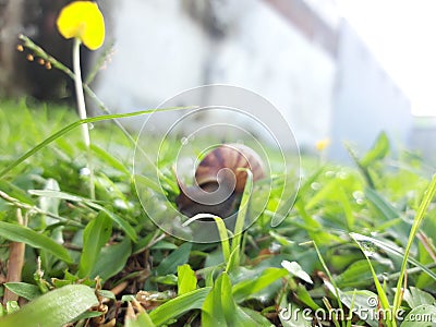 Blurry Snail Walking in the Garden Stock Photo