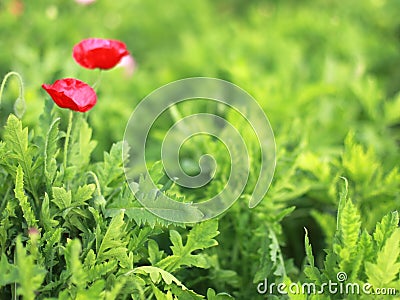 Blury red poppy with green leaf Stock Photo