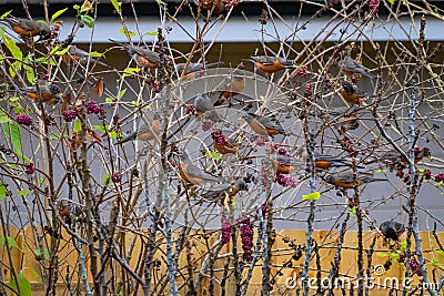 Blush of American Robins Feeding on American Beauty Berries Stock Photo