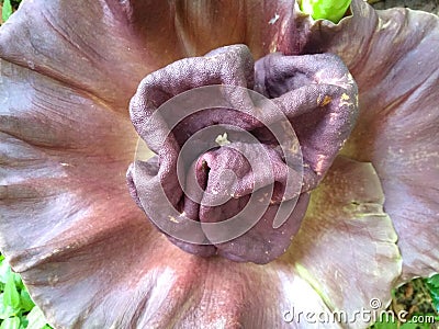 Blushing Petals: Captivating Pink Flowers in Full Bloom Stock Photo