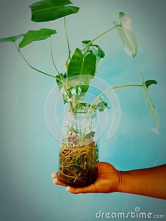 blushing philodendron ornamental plant that thrives in water in a jar that can freshen the air in the room. Stock Photo