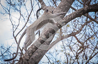 Blyde River Canyon South Africa Stock Photo