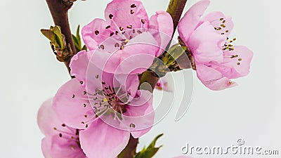 Blühende Zeitspanne der Pfirsichblume Blühende Zeitspanne der Pfirsichblume