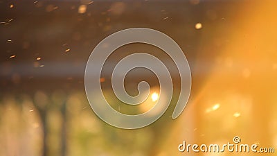 Blütenstaub auf Frühlingssonnenuntergang Blütenstaub auf Frühlingssonnenuntergang
