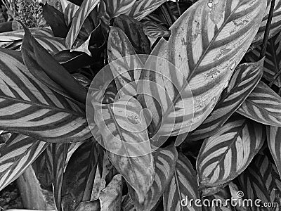 Bnw leafs in the garden Stock Photo