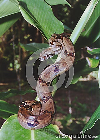 Boa Constrictor Stock Photo