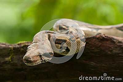 Boa Constrictor Stock Photo