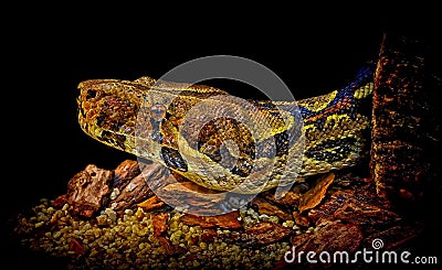 Boa constrictor snake Stock Photo