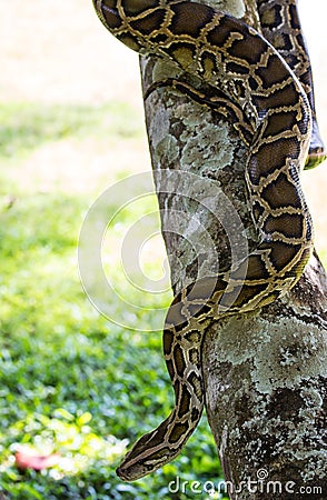 Boa constrictor snake Stock Photo