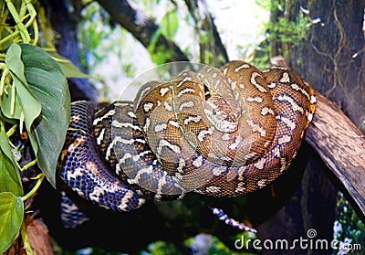 Boa python snake vertebrate scaly tropics Stock Photo