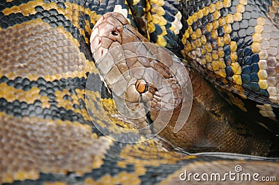 Boa Snake Stock Photo