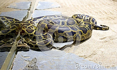 Boa snake python vertebrate scales terrarium Stock Photo