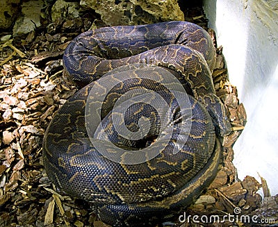 Boa snake vertebrate scales the tropics viviparous Stock Photo