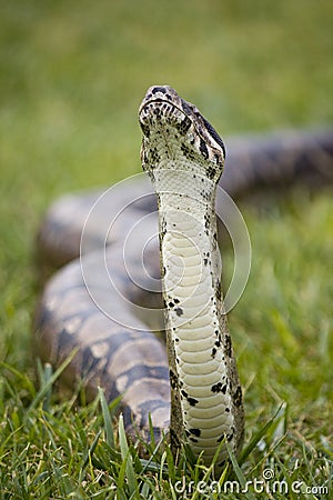 Boa sniff Stock Photo