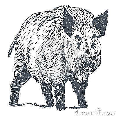 Boar drawing Vector Illustration