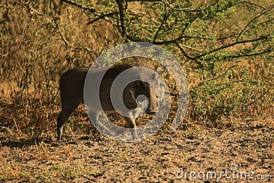 Boar Stock Photo