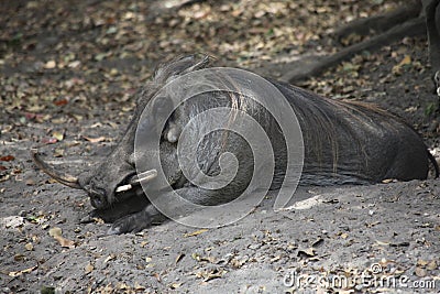 A boar with one horn Stock Photo