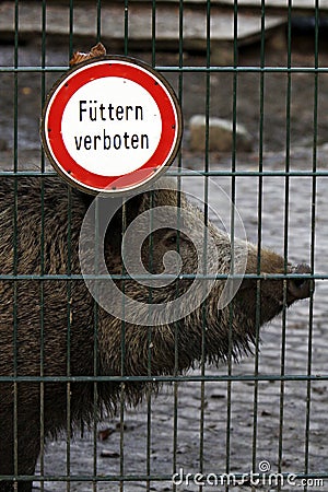 Boar prohibited feed Stock Photo