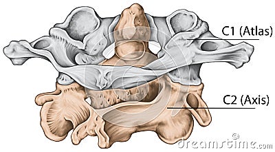 BOARD BW2 Atlas Axis Posterosuperior view Stock Photo