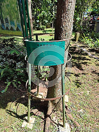 Board name of Mahoni tree in Lembah Gurame Depok City Editorial Stock Photo