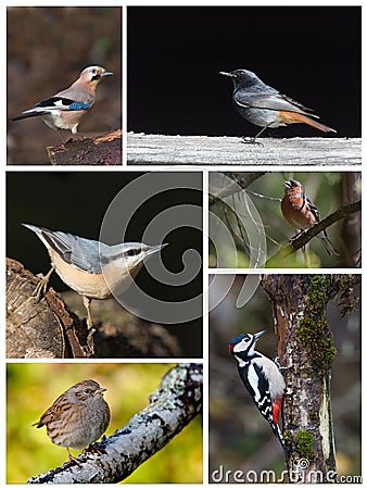 Board of six different species of french birds Stock Photo