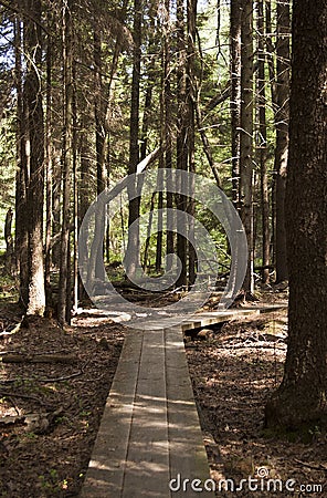 Boardwalk in Estonian bog Stock Photo