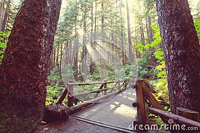 Boardwalk in the forest Stock Photo