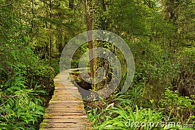 Boardwalk through lush rainforest, Pacific Rim NP, Canada Stock Photo