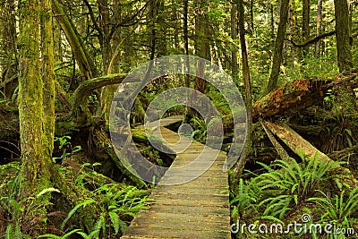 Boardwalk through lush rainforest, Pacific Rim NP, Canada Stock Photo