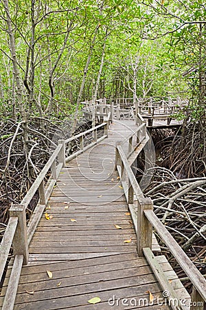 Boardwalk in mangrove forest Stock Photo