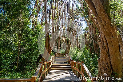 Boardwalk path at Arrayanes National Park - Villa La Angostura, Patagonia, Argentina Stock Photo