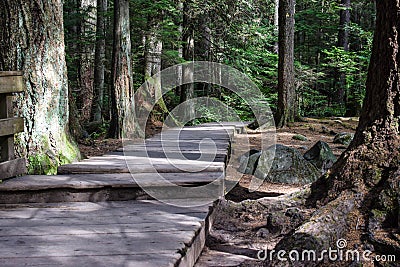 Boardwalk pathway between moss covered trees Stock Photo