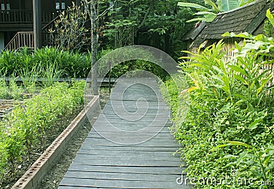 Boardwalks and tree leaves. Stock Photo